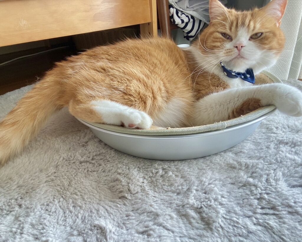 ねこ鍋の季節、到来！【とろろ、もふもふDays。vol.134】白黒猫 ハチワレ えいた