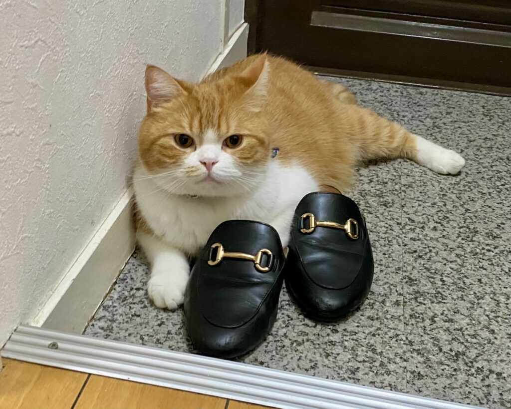もう、手放せません……。【とろろ、もふもふDays。vol.135】白黒猫 ハチワレ えいた