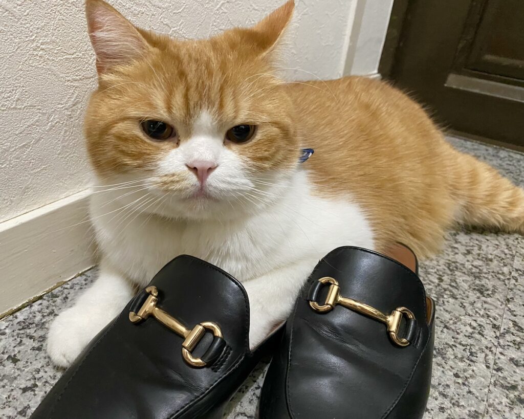 もう、手放せません……。【とろろ、もふもふDays。vol.135】白黒猫 ハチワレ えいた