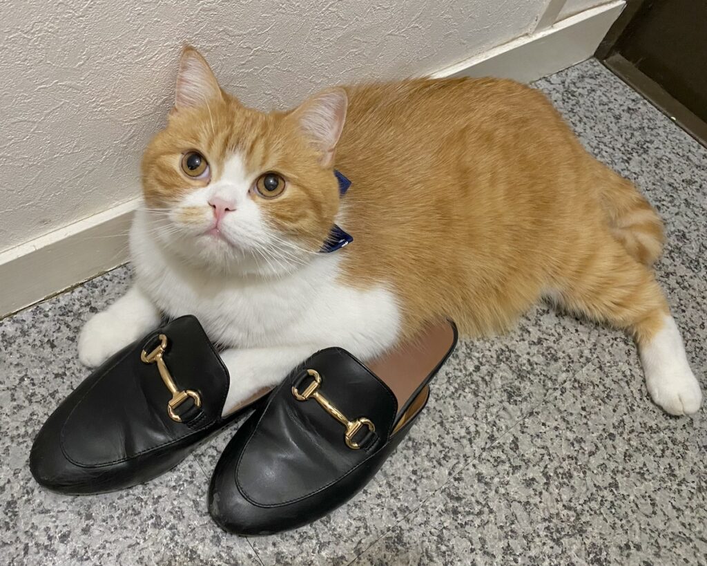 もう、手放せません……。【とろろ、もふもふDays。vol.135】白黒猫 ハチワレ えいた