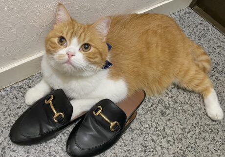 もう、手放せません……。【とろろ、もふもふDays。vol.135】白黒猫 ハチワレ えいた