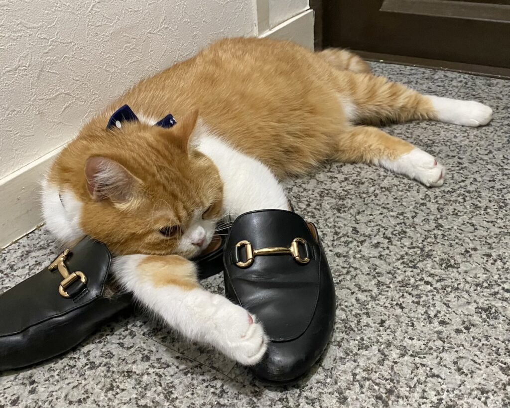 もう、手放せません……。【とろろ、もふもふDays。vol.135】白黒猫 ハチワレ えいた