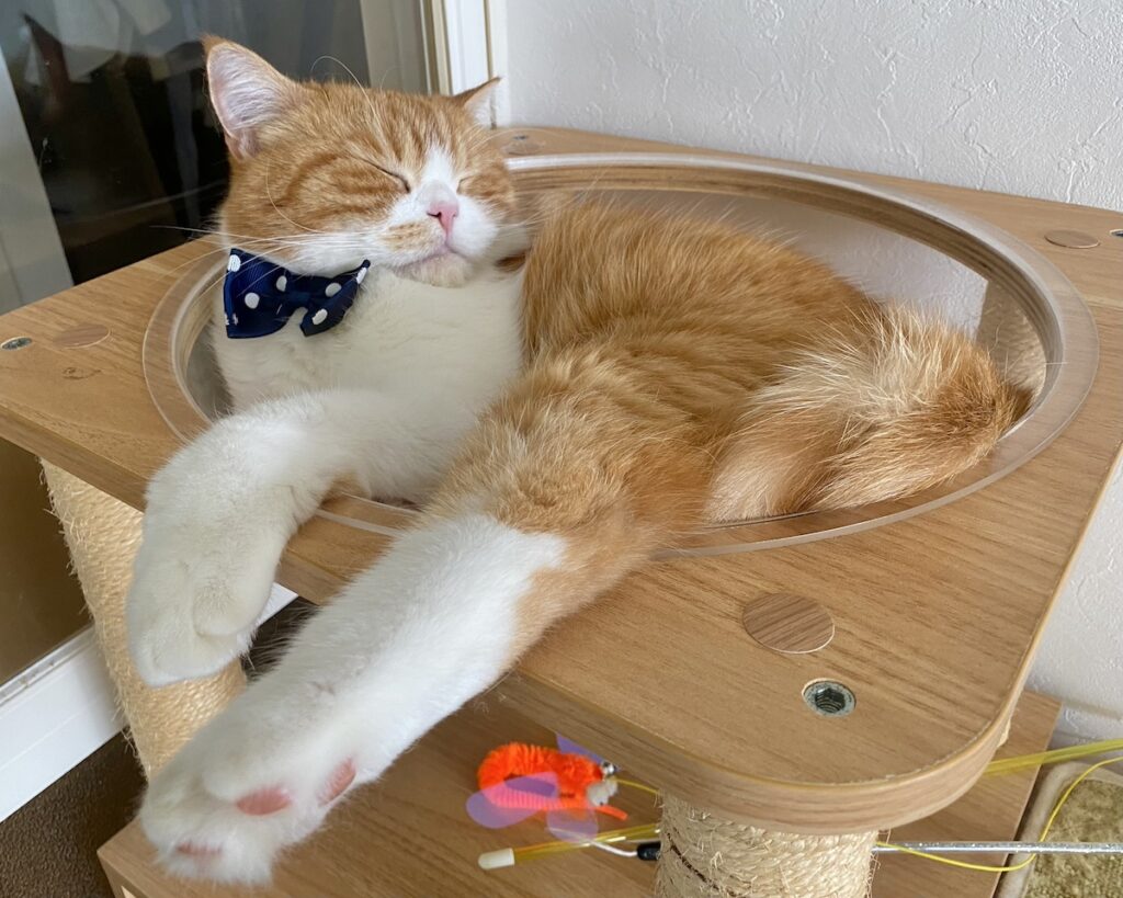 どアップで、失礼します。【とろろ、もふもふDays。vol.137】白黒猫 ハチワレ えいた