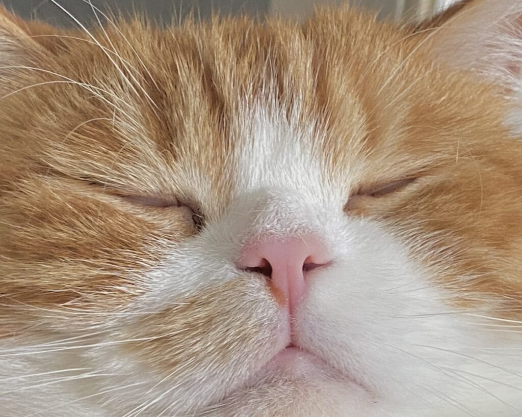 どアップで、失礼します。【とろろ、もふもふDays。vol.137】白黒猫 ハチワレ えいた