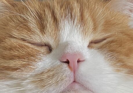 どアップで、失礼します。【とろろ、もふもふDays。vol.137】白黒猫 ハチワレ えいた