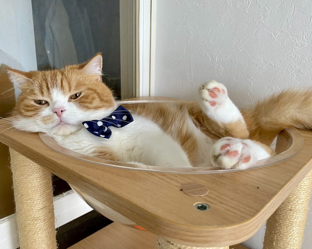 どアップで、失礼します。【とろろ、もふもふDays。vol.137】白黒猫 ハチワレ えいた
