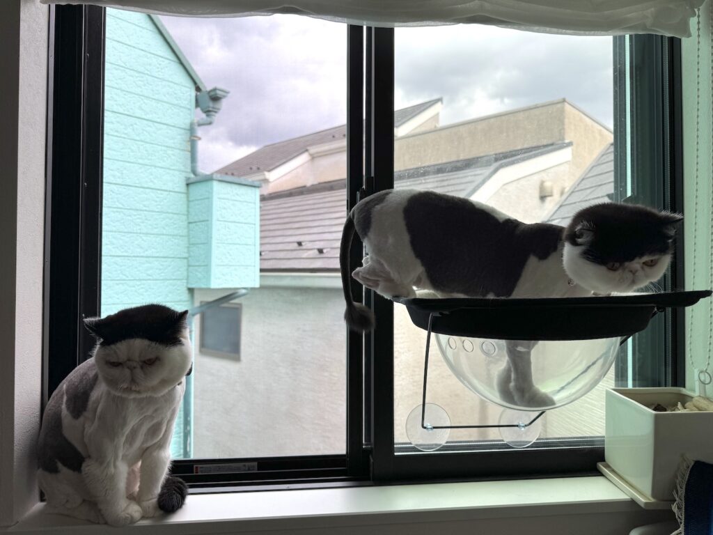 我慢は、慣れっこです……。【おちょこ、ぽのぽのだより。vol.214】白黒猫 エキゾチックショートヘア おちょこ ちろり
