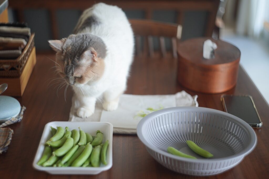 よく、過保護と言われます。【ちくわとおこげ、三毛猫コンビ記。vol.3】三毛猫 ちくわ おこげ