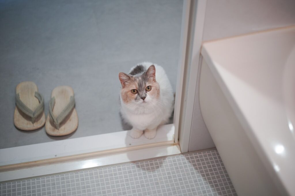 よく、過保護と言われます。【ちくわとおこげ、三毛猫コンビ記。vol.3】三毛猫 ちくわ おこげ