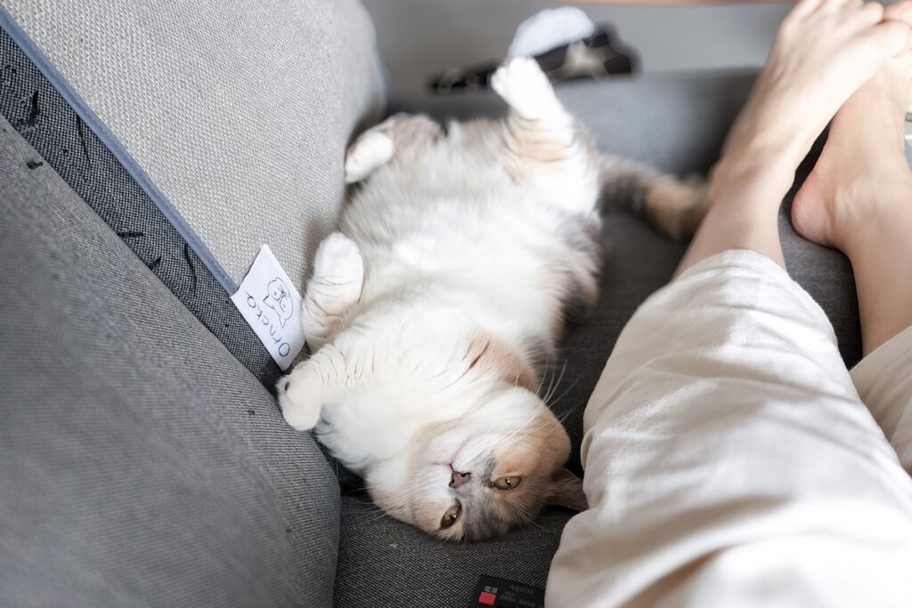 よく、過保護と言われます。【ちくわとおこげ、三毛猫コンビ記。vol.3】三毛猫 ちくわ おこげ