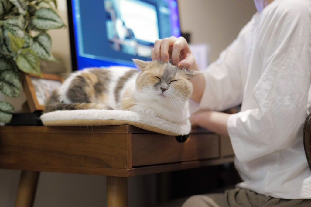 よく、過保護と言われます。【ちくわとおこげ、三毛猫コンビ記。vol.3】三毛猫 ちくわ おこげ