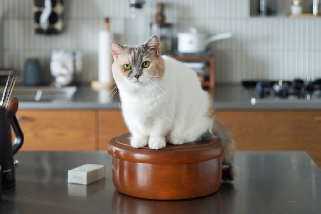 名物、ちくワンタン。【ちくわとおこげ、三毛猫コンビ記。vol.4】三毛猫 ちくわ おこげ