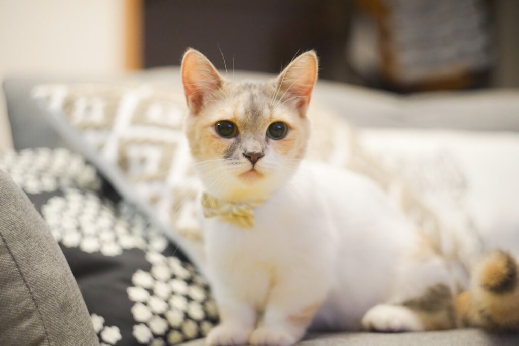 名物、ちくワンタン。【ちくわとおこげ、三毛猫コンビ記。vol.4】三毛猫 ちくわ おこげ