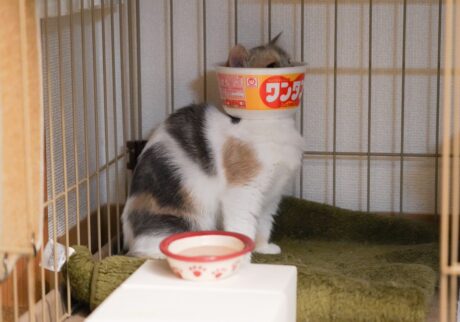 名物、ちくワンタン。【ちくわとおこげ、三毛猫コンビ記。vol.4】三毛猫 ちくわ おこげ