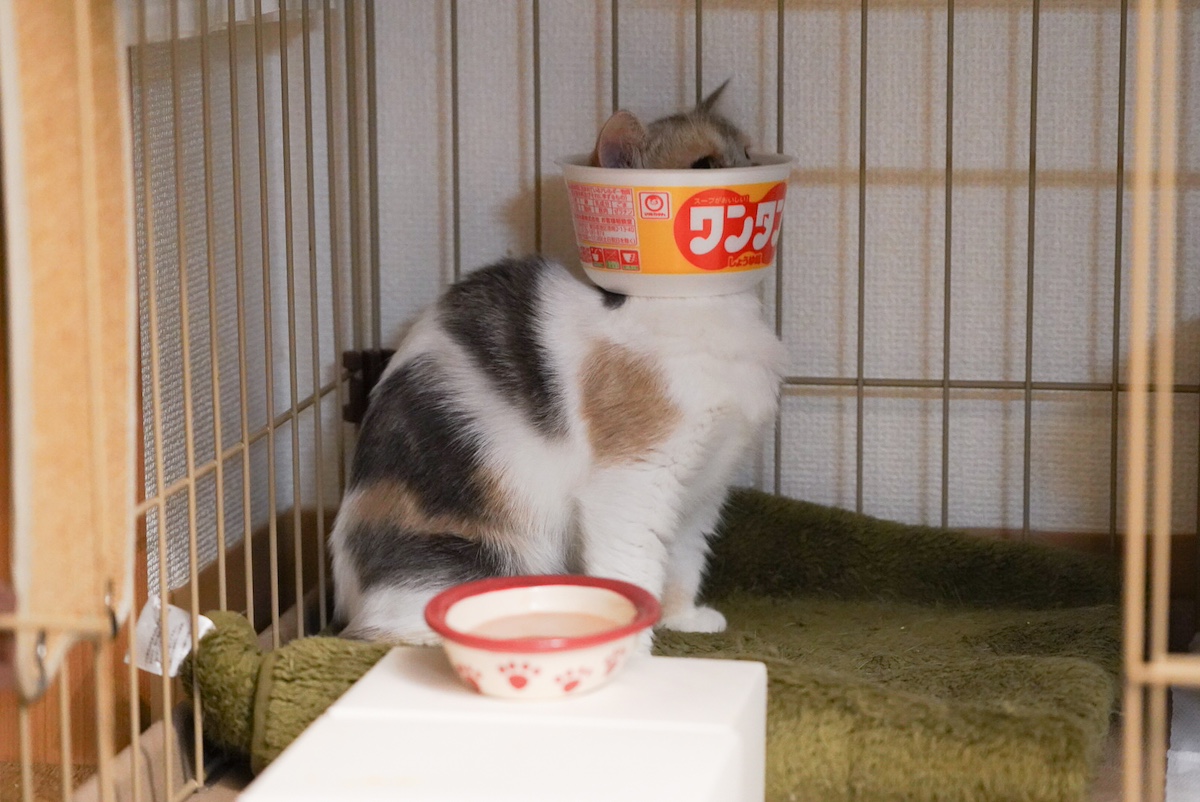名物、ちくワンタン。【ちくわとおこげ、三毛猫コンビ記。vol.4】