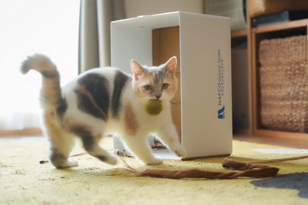 名物、ちくワンタン。【ちくわとおこげ、三毛猫コンビ記。vol.4】三毛猫 ちくわ おこげ