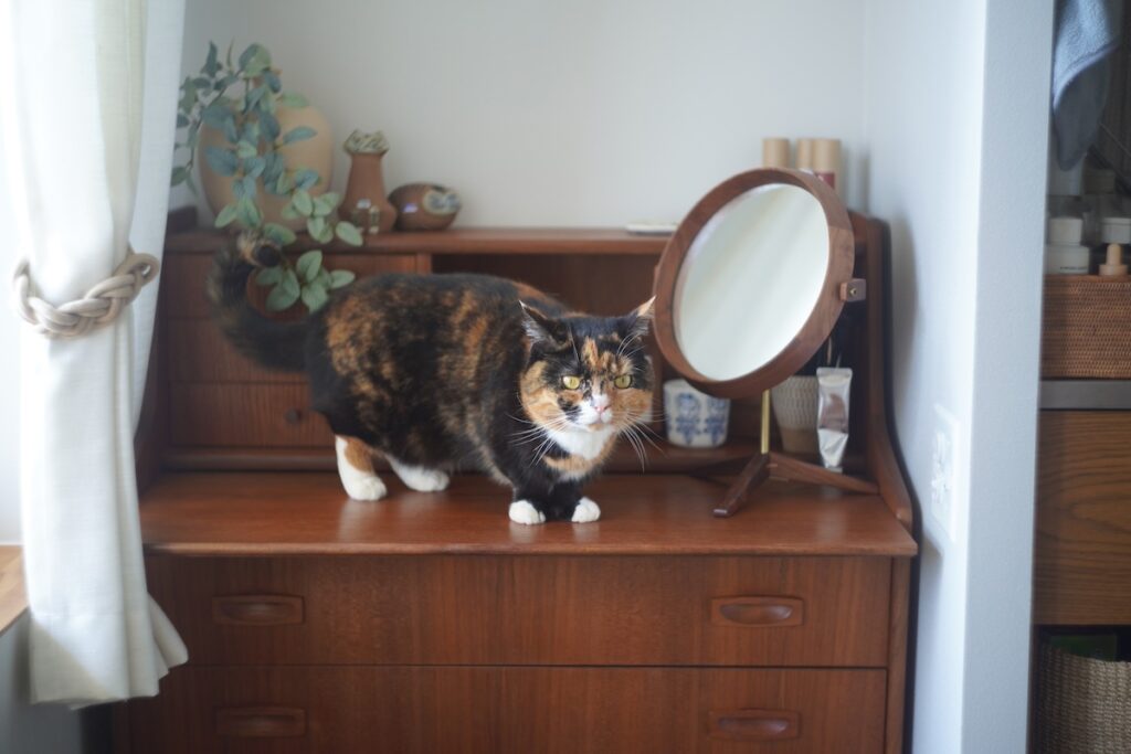 小さい頃からアーティストなおこげ。【ちくわとおこげ、三毛猫コンビ記。vol.5】三毛猫 ちくわ おこげ