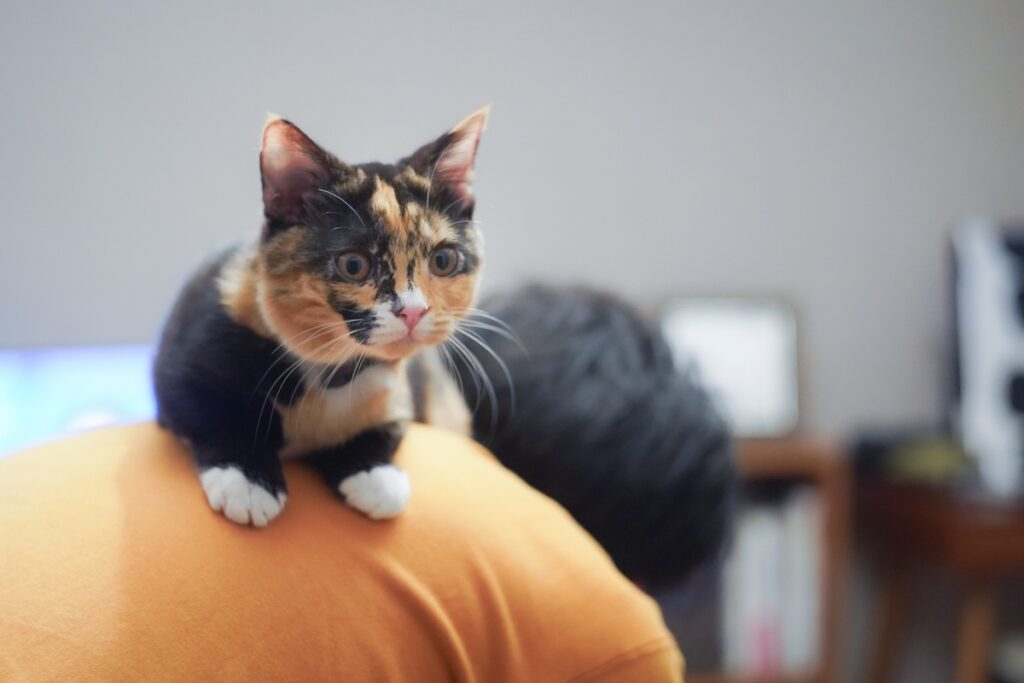 小さい頃からアーティストなおこげ。【ちくわとおこげ、三毛猫コンビ記。vol.5】三毛猫 ちくわ おこげ