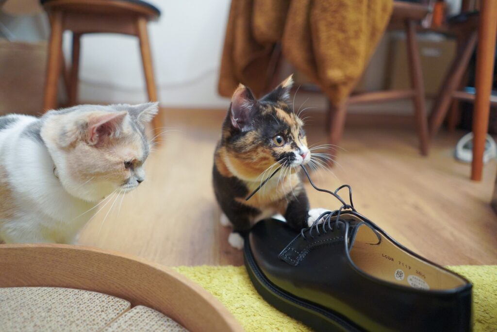 小さい頃からアーティストなおこげ。【ちくわとおこげ、三毛猫コンビ記。vol.5】三毛猫 ちくわ おこげ