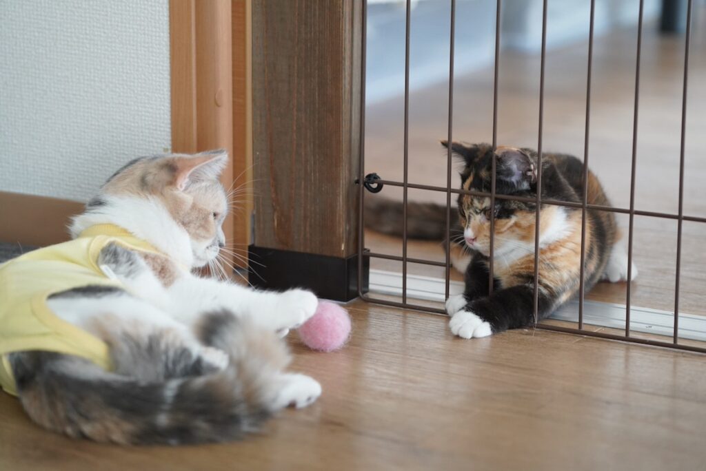 小さい頃からアーティストなおこげ。【ちくわとおこげ、三毛猫コンビ記。vol.6】三毛猫 ちくわ おこげ