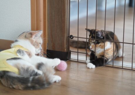 小さい頃からアーティストなおこげ。【ちくわとおこげ、三毛猫コンビ記。vol.6】三毛猫 ちくわ おこげ