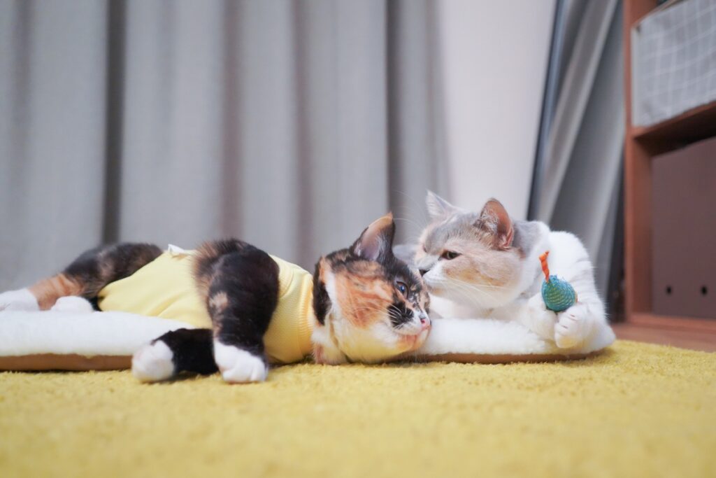 小さい頃からアーティストなおこげ。【ちくわとおこげ、三毛猫コンビ記。vol.6】三毛猫 ちくわ おこげ