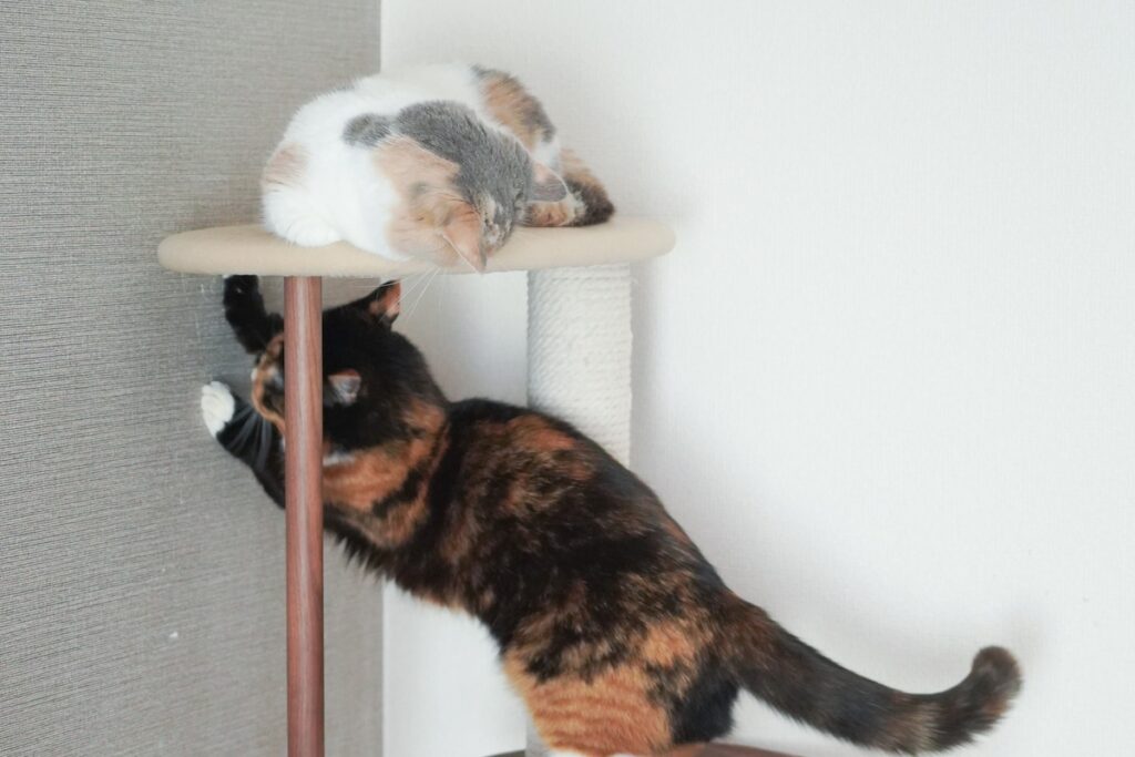 小さい頃からアーティストなおこげ。【ちくわとおこげ、三毛猫コンビ記。vol.6】三毛猫 ちくわ おこげ