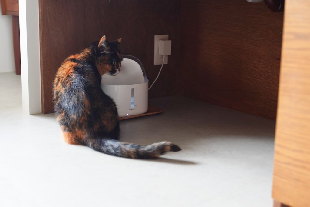 ちくわ、教育の成果はいかに。【ちくわとおこげ、三毛猫コンビ記。vol.7】三毛猫 ちくわ おこげ