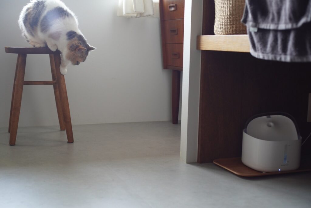 ちくわ、教育の成果はいかに。【ちくわとおこげ、三毛猫コンビ記。vol.7】三毛猫 ちくわ おこげ