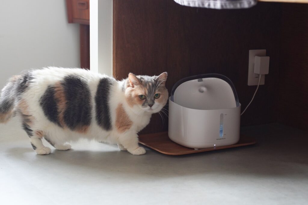ちくわ、教育の成果はいかに。【ちくわとおこげ、三毛猫コンビ記。vol.7】三毛猫 ちくわ おこげ