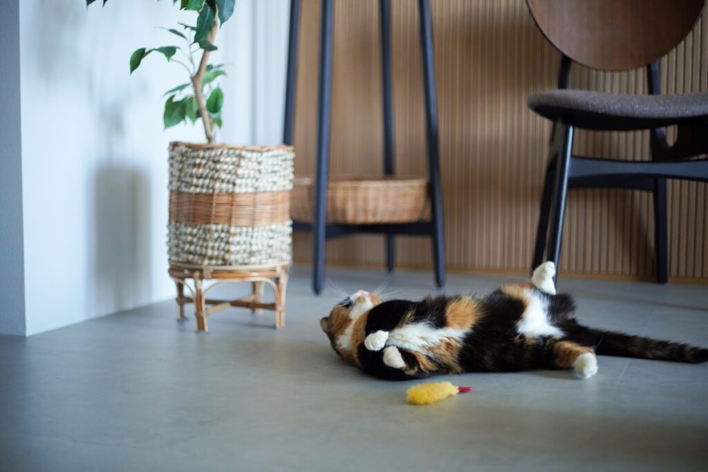 うちの妹が、すみません。【ちくわとおこげ、三毛猫コンビ記。vol.8】三毛猫 ちくわ おこげ
