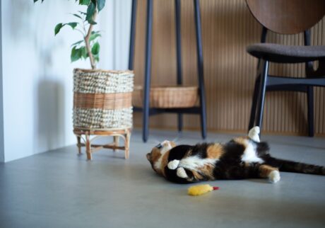 うちの妹が、すみません。【ちくわとおこげ、三毛猫コンビ記。vol.8】三毛猫 ちくわ おこげ