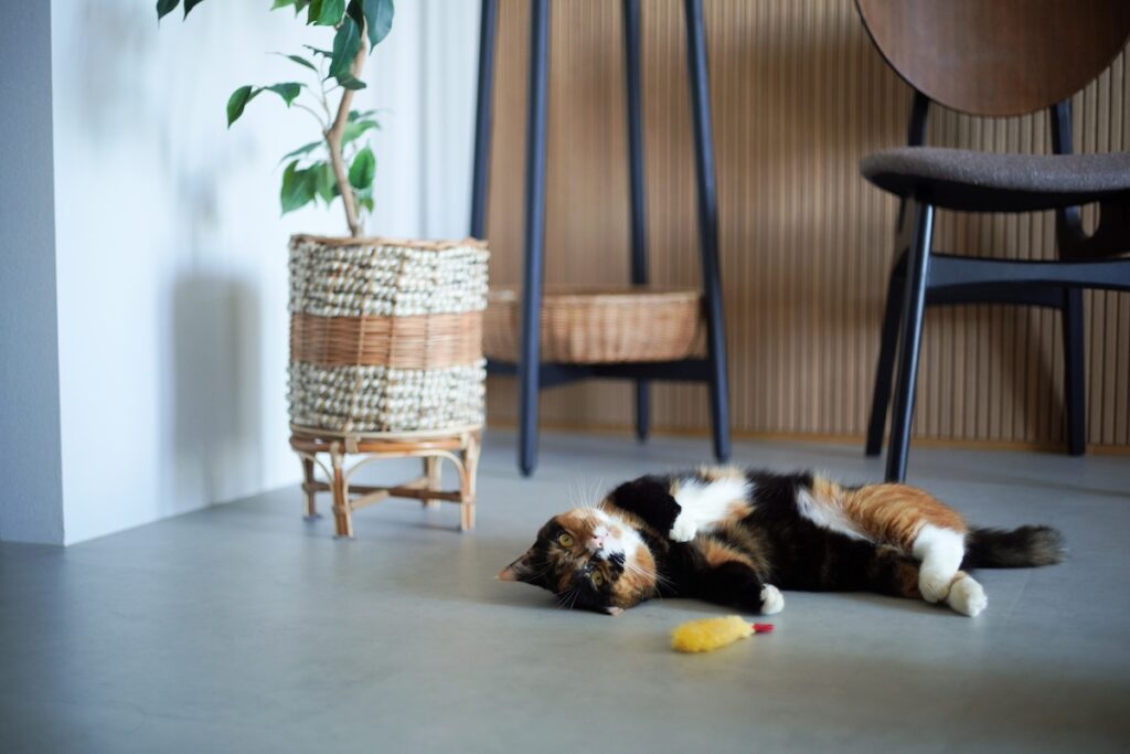 うちの妹が、すみません。【ちくわとおこげ、三毛猫コンビ記。vol.8】三毛猫 ちくわ おこげ