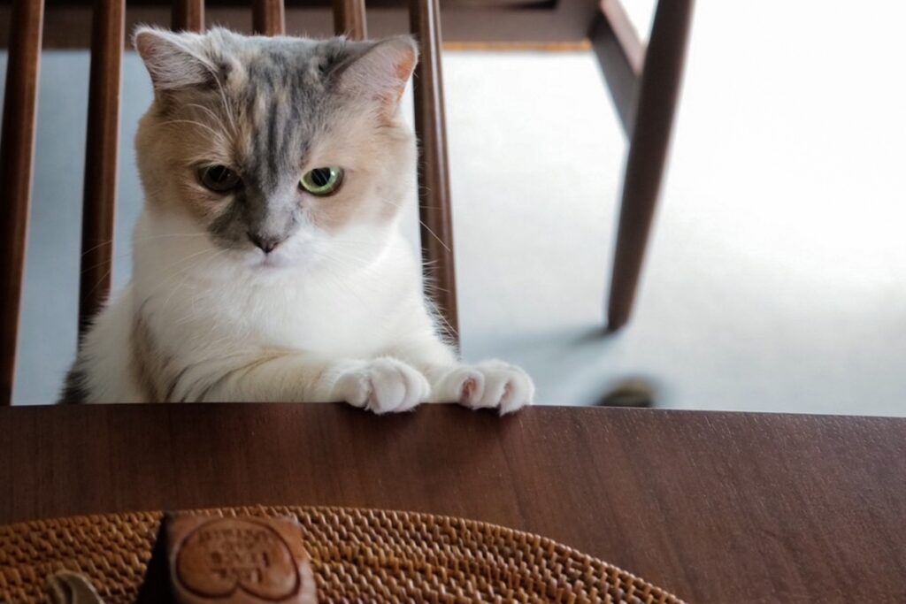 レディーの身だしなみチェック。【ちくわとおこげ、三毛猫コンビ記。vol.11】三毛猫 ちくわ おこげ