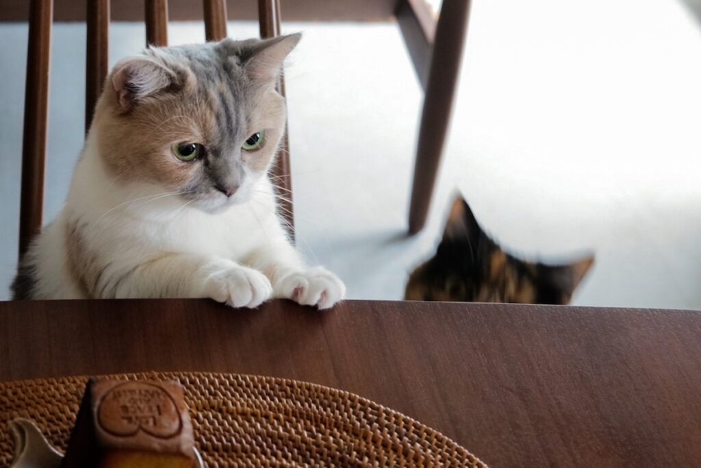 レディーの身だしなみチェック。【ちくわとおこげ、三毛猫コンビ記。vol.11】三毛猫 ちくわ おこげ