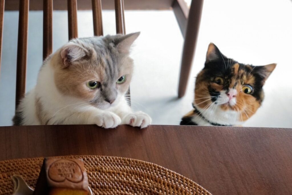レディーの身だしなみチェック。【ちくわとおこげ、三毛猫コンビ記。vol.11】三毛猫 ちくわ おこげ