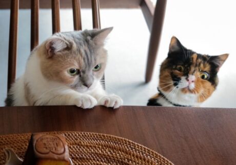 レディーの身だしなみチェック。【ちくわとおこげ、三毛猫コンビ記。vol.11】三毛猫 ちくわ おこげ