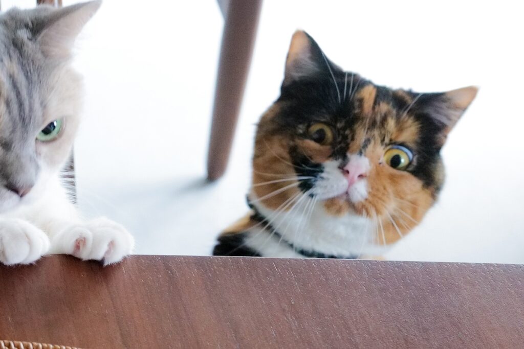 レディーの身だしなみチェック。【ちくわとおこげ、三毛猫コンビ記。vol.11】三毛猫 ちくわ おこげ