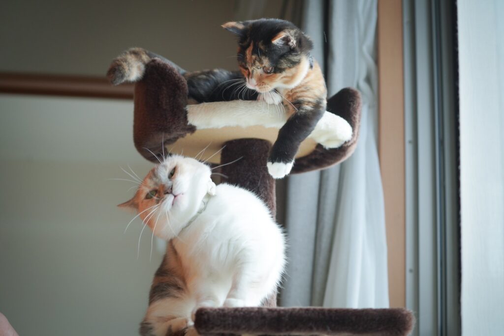 脇が甘い、ちくわ。【ちくわとおこげ、三毛猫コンビ記。vol.13】三毛猫 ちくわ おこげ