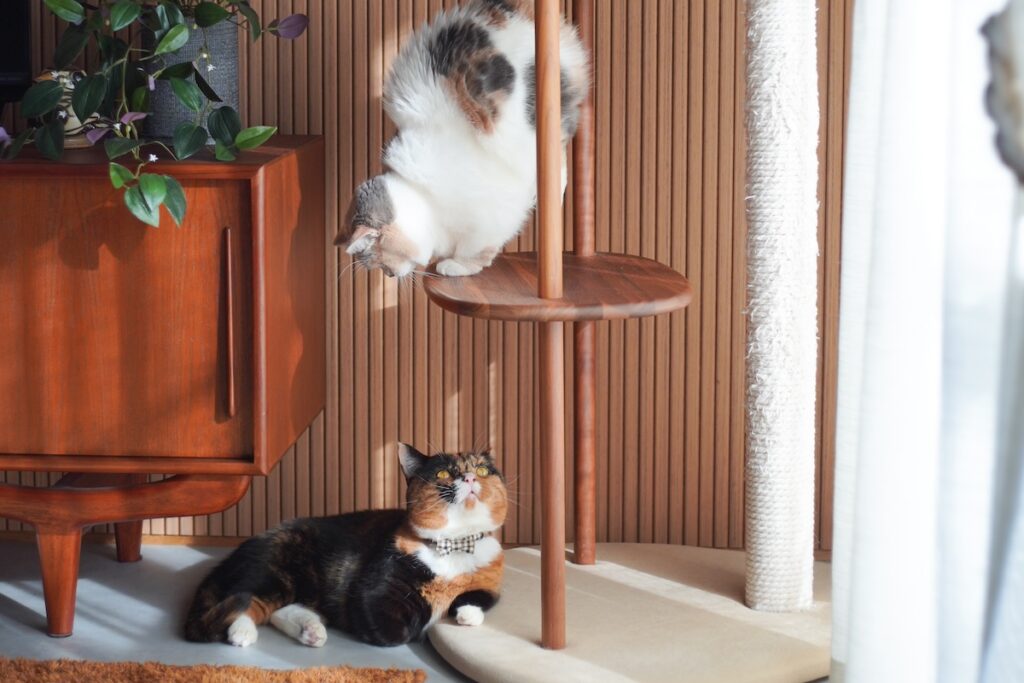 手が短いの、忘れてました。【ちくわとおこげ、三毛猫コンビ記。vol.15】三毛猫 ちくわ おこげ