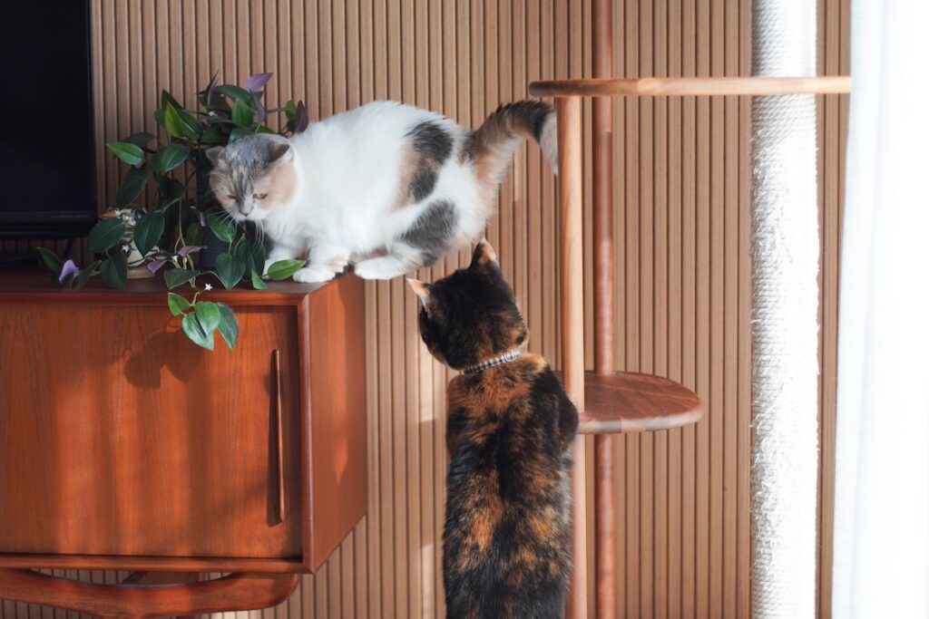 手が短いの、忘れてました。【ちくわとおこげ、三毛猫コンビ記。vol.15】三毛猫 ちくわ おこげ