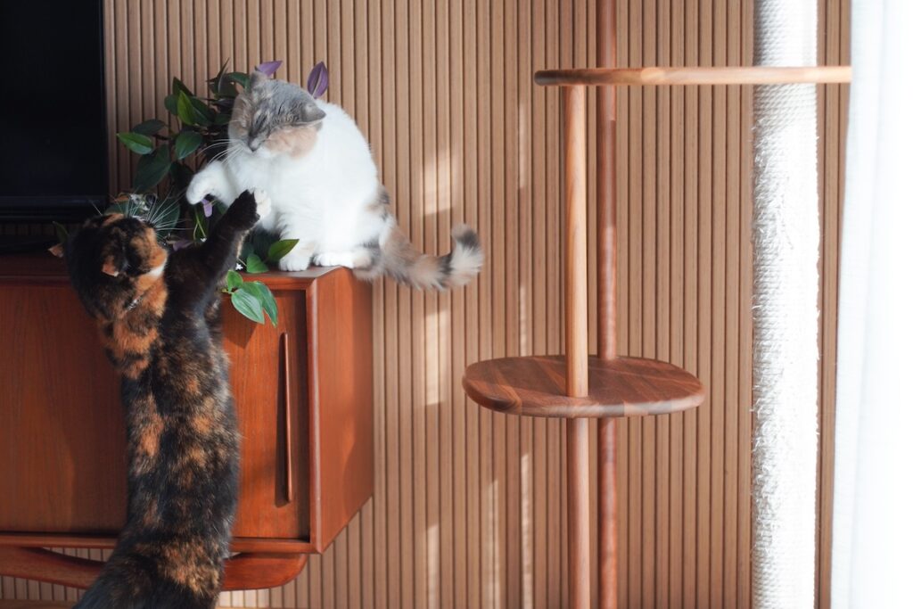 手が短いの、忘れてました。【ちくわとおこげ、三毛猫コンビ記。vol.15】三毛猫 ちくわ おこげ