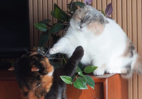 手が短いの、忘れてました。【ちくわとおこげ、三毛猫コンビ記。vol.15】三毛猫 ちくわ おこげ