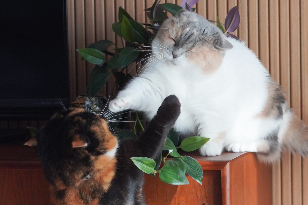 手が短いこと、忘れてました。【ちくわとおこげ、三毛猫コンビ記。vol.15】