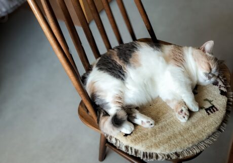 ちくわの落ち着く場所。【ちくわとおこげ、三毛猫コンビ記。vol.16】三毛猫 ちくわ おこげ
