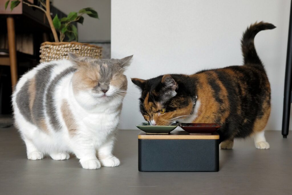 ちくわのおやつ守備策。【ちくわとおこげ、三毛猫コンビ記。vol.17】三毛猫 ちくわ おこげ
