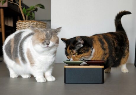 ちくわのおやつ守備策。【ちくわとおこげ、三毛猫コンビ記。vol.17】三毛猫 ちくわ おこげ