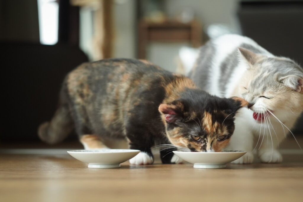 ちくわのおやつ守備策。【ちくわとおこげ、三毛猫コンビ記。vol.17】三毛猫 ちくわ おこげ