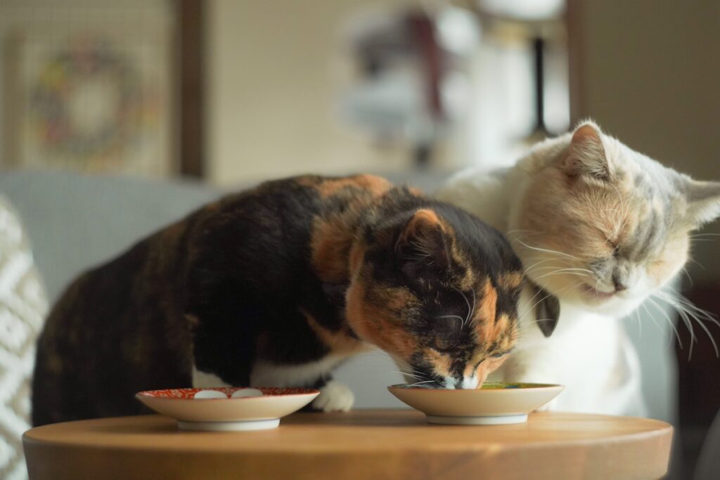 ちくわのおやつ守備策。【ちくわとおこげ、三毛猫コンビ記。vol.17】三毛猫 ちくわ おこげ