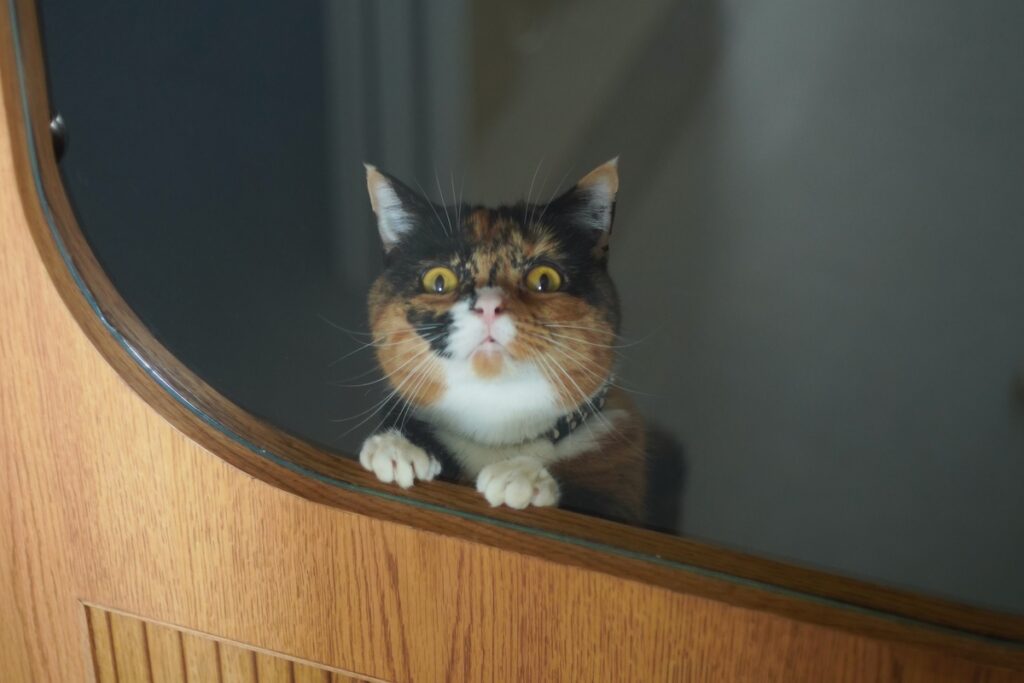 あの、聞こえてます？【ちくわとおこげ、三毛猫コンビ記。vol.18】三毛猫 ちくわ おこげ